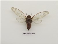 藏品(小暮蟬)的圖片